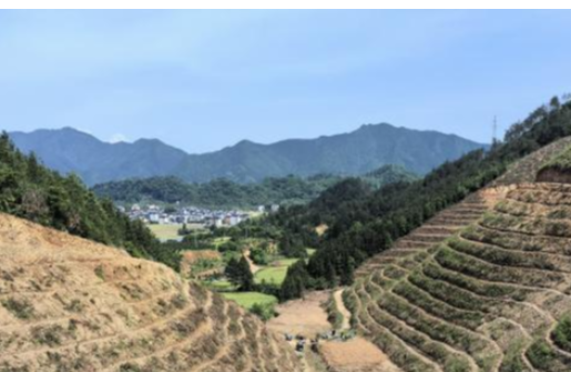 浙江金控結(jié)對(duì)幫扶高合村百畝蜜源林項(xiàng)目種植完成